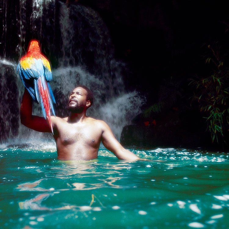 Marvin Gaye, with parrot, Van Nuys, Los Angeles, March 28, 1976 - Morrison Hotel Gallery