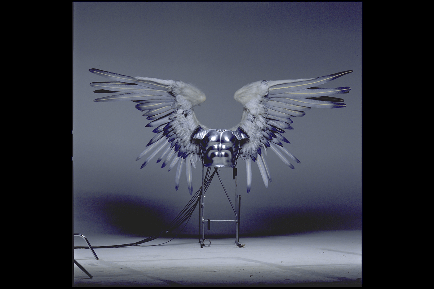 Bartleby's Wings, Dogma, 1998 - Morrison Hotel Gallery