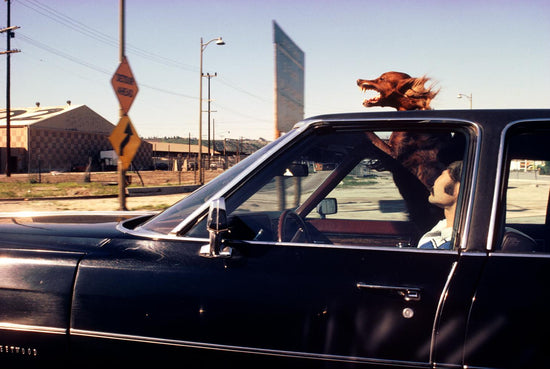 Dog in Car - Morrison Hotel Gallery